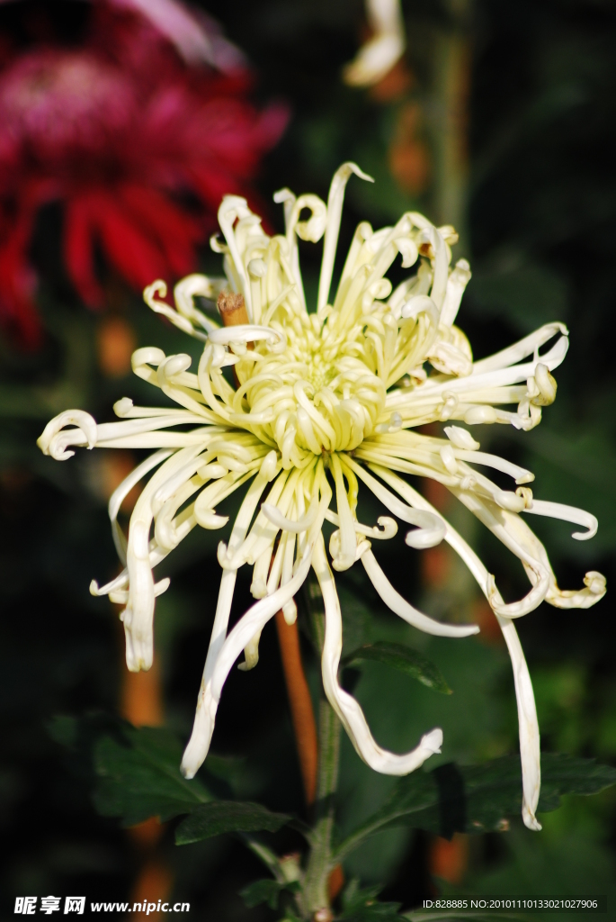 菊花