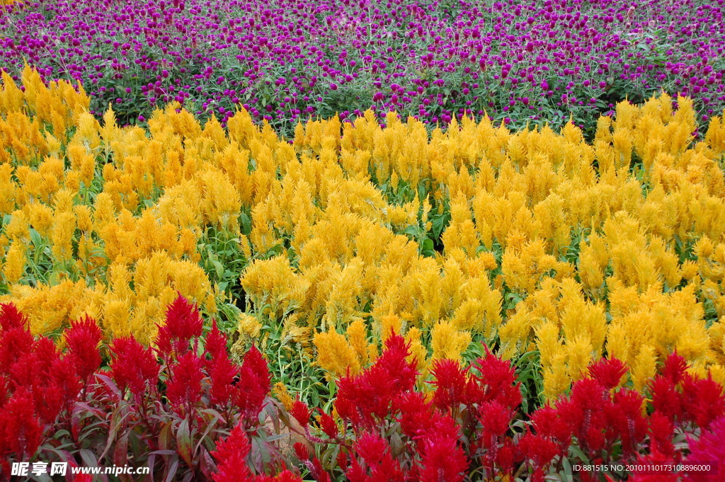 花丛