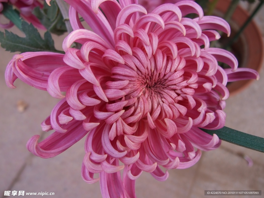菊花