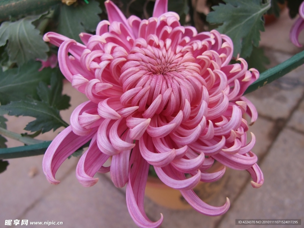 菊花