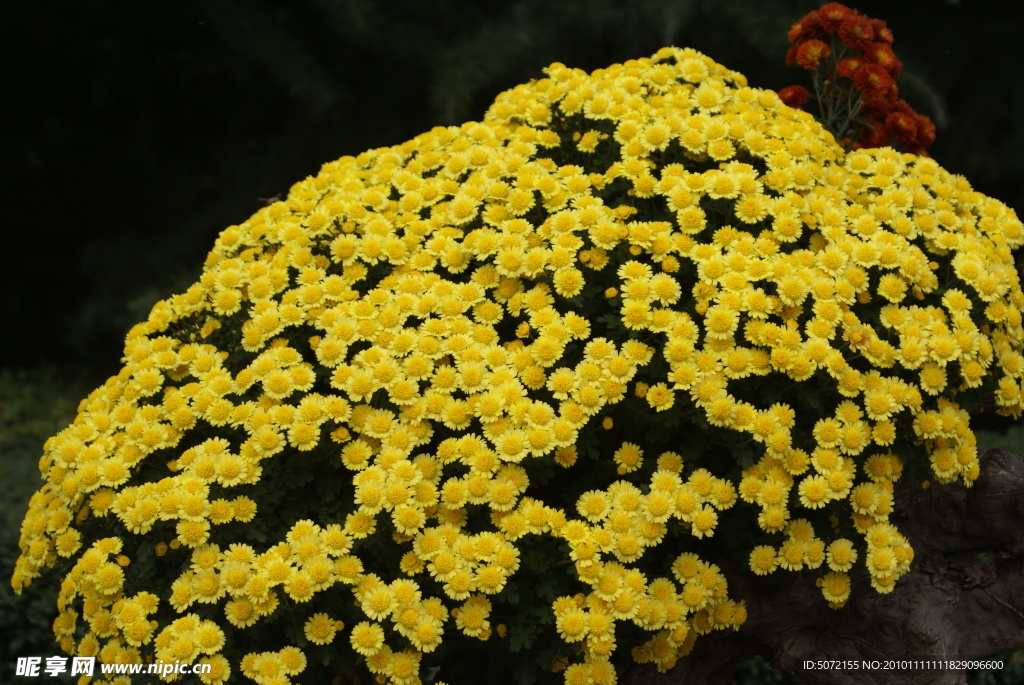 菊花