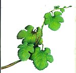 葡萄枝