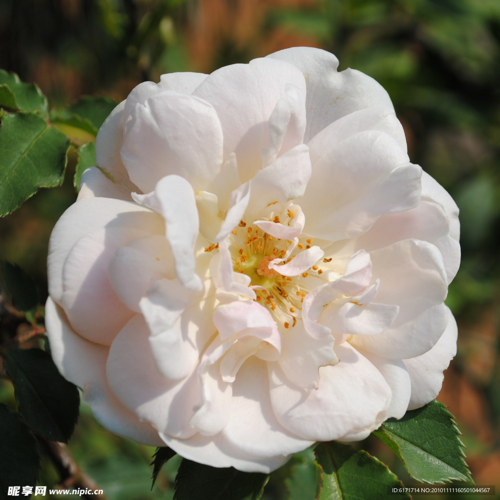 花卉图片
