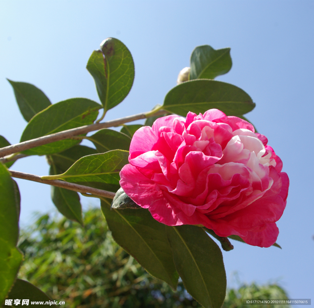 茶花