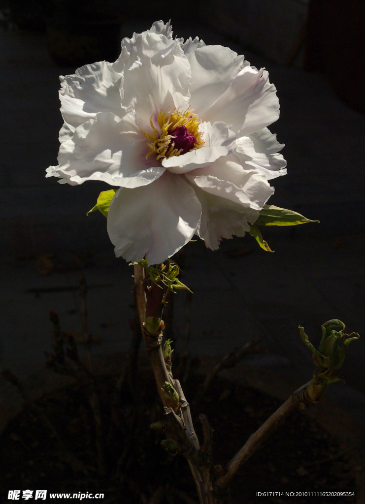 芍药花开
