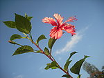 扶桑花