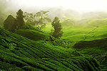 茶园风景