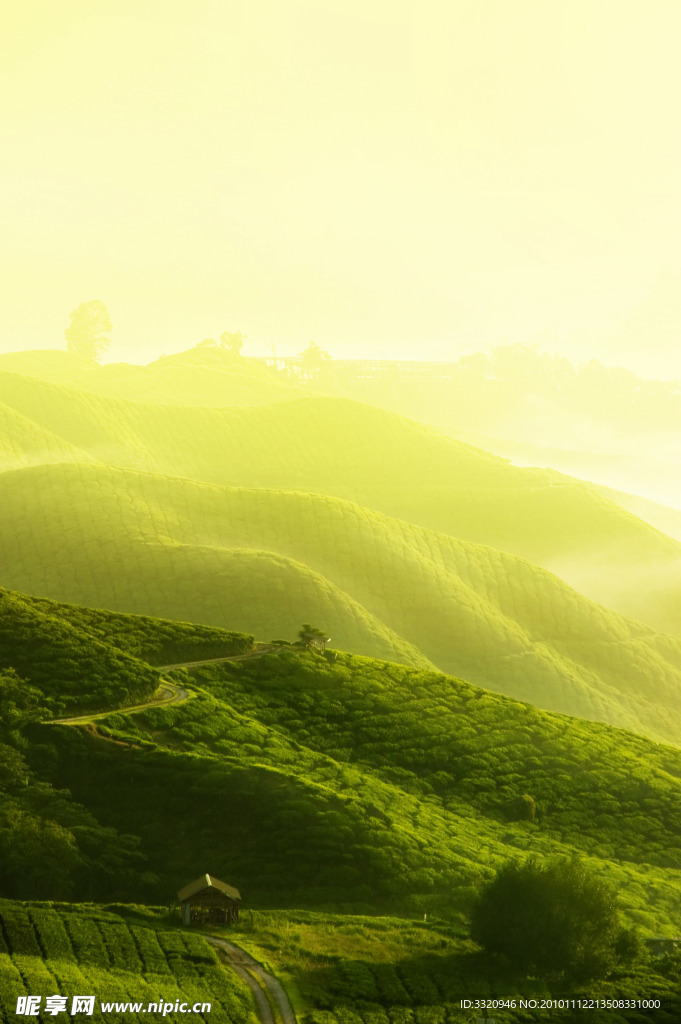 茶园风景