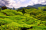茶园风景