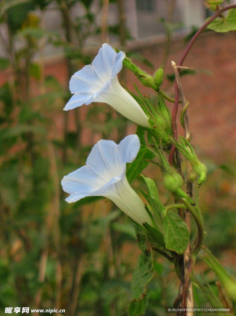 牵牛花