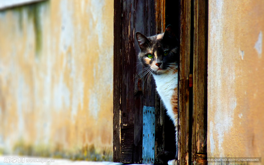 墙角 猫