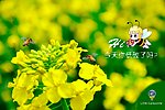 低碳环保海报