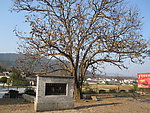 枯藤老树