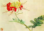 凤凰花
