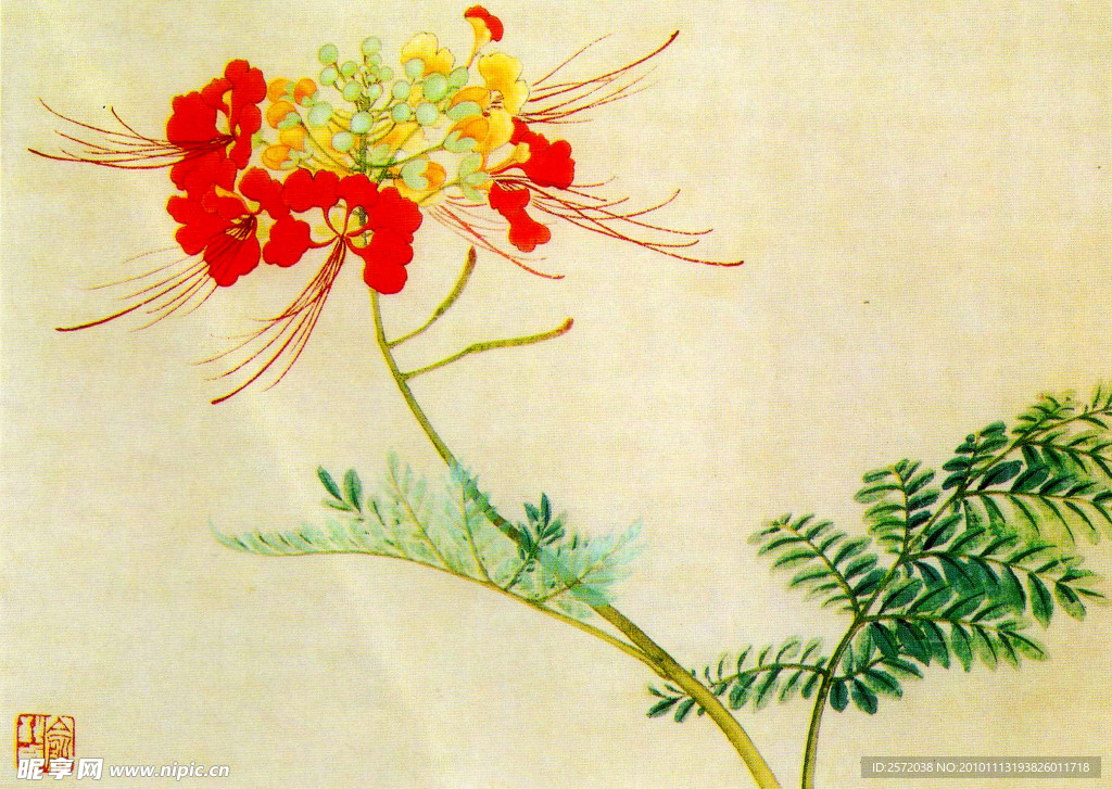 凤凰花