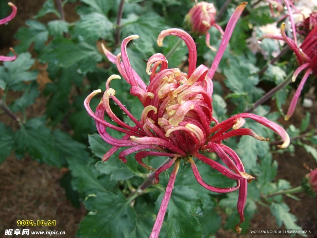 菊花