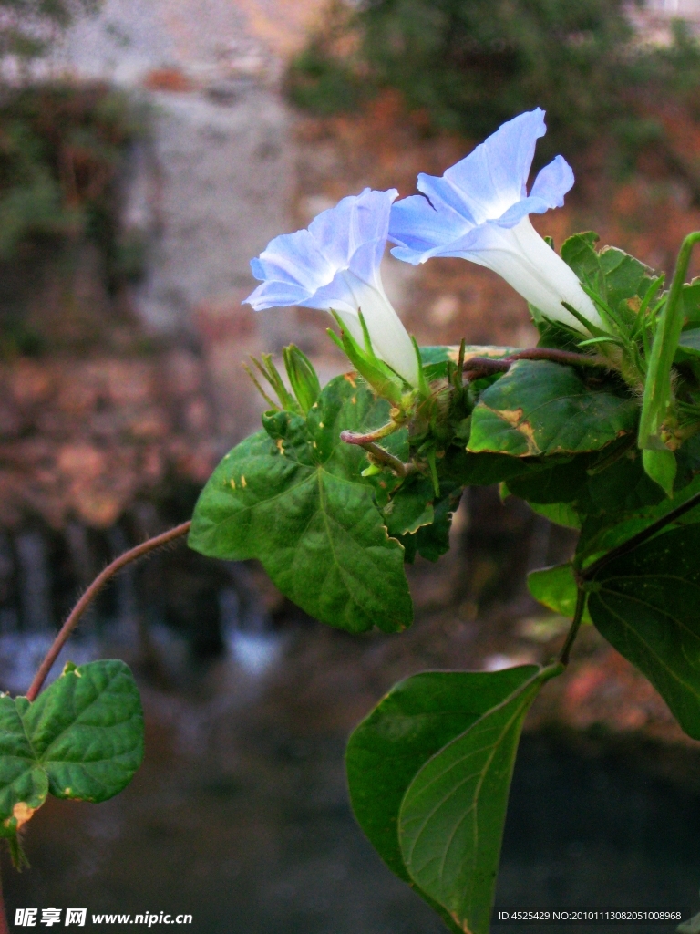 牵牛花