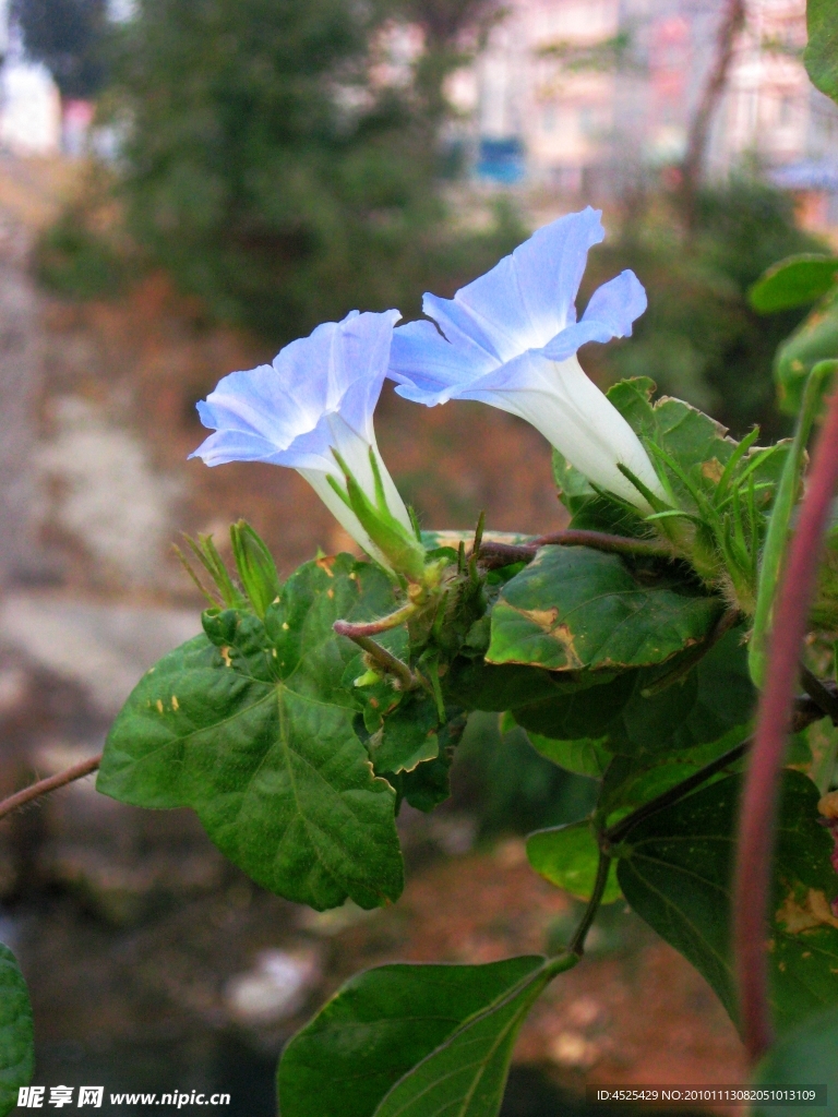 牵牛花