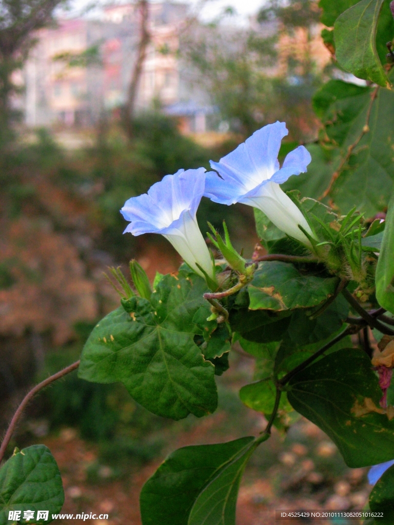 牵牛花