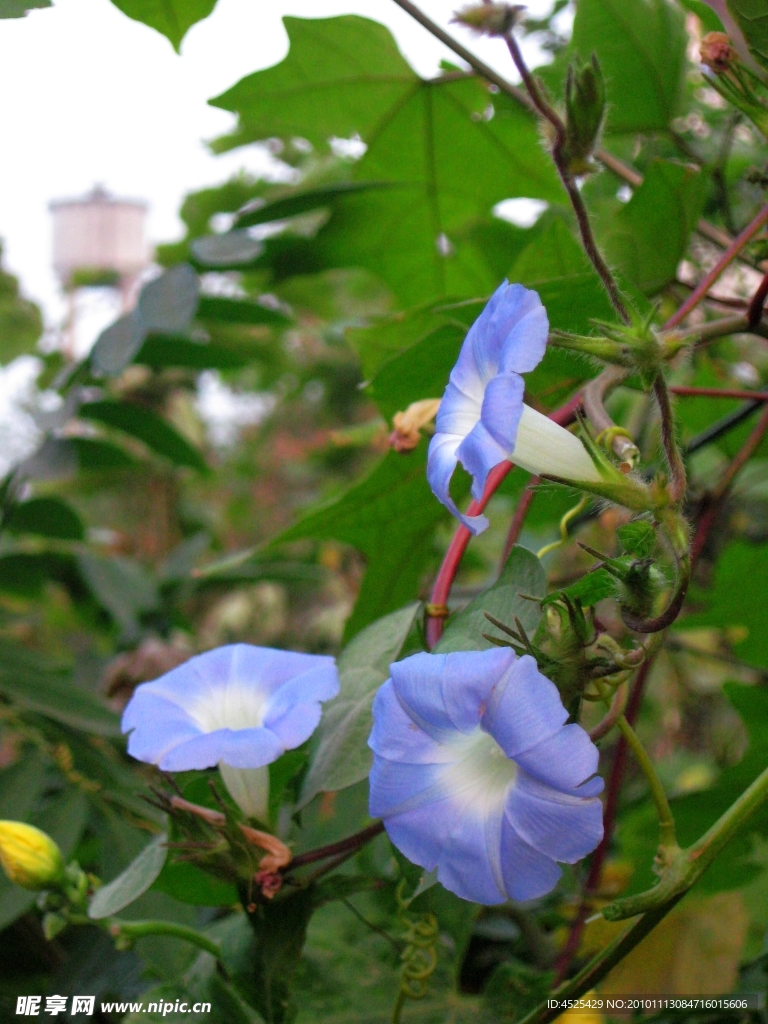 牵牛花