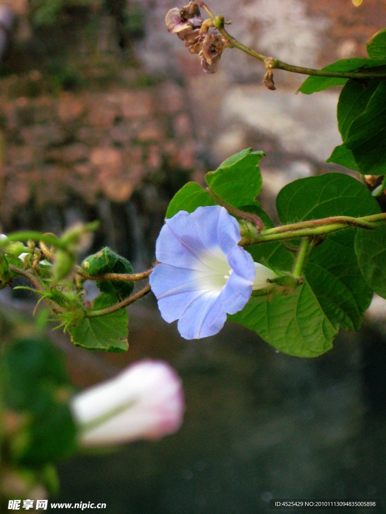 牵牛花