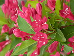 杜鹃花