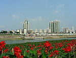 鲜花 美人蕉