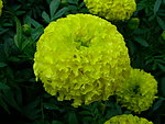 鲜花 菊花
