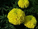 鲜花 菊花