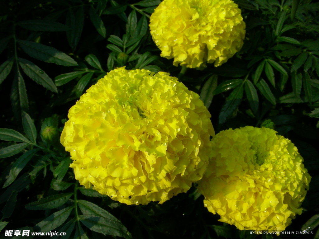 鲜花 菊花