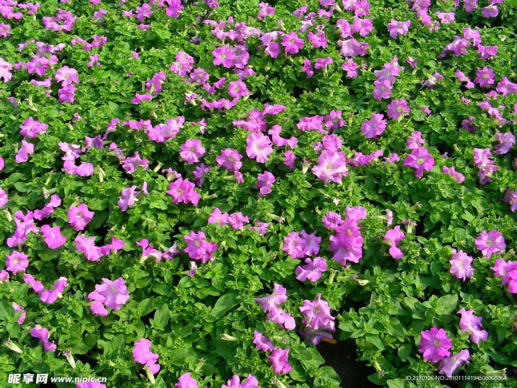 鲜花 凤仙花