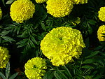 鲜花 菊花 高清图片 植物 花卉 园林 花草树木