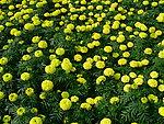 鲜花 菊花 高清图片 植物 花卉 园林 花草树木