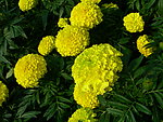 鲜花 菊花