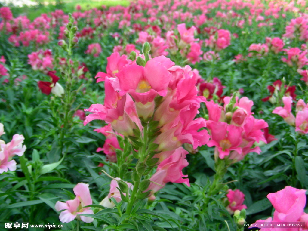 鲜花 凤仙花