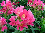 鲜花 凤仙花