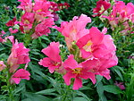 鲜花 凤仙花