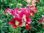 鲜花 凤仙花 蝴蝶兰