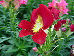 鲜花 凤仙花