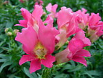 鲜花 凤仙花