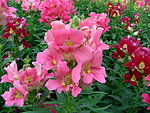 鲜花 凤仙花