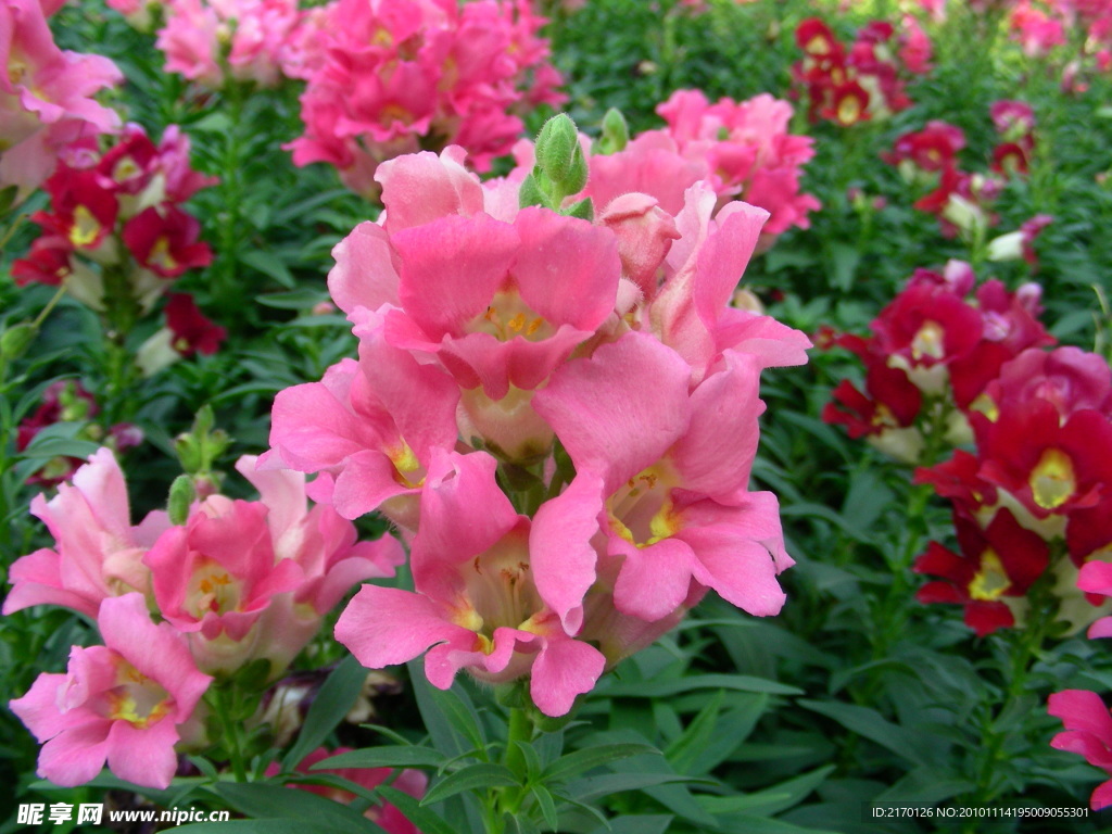 鲜花 凤仙花