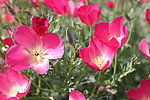 花菱草