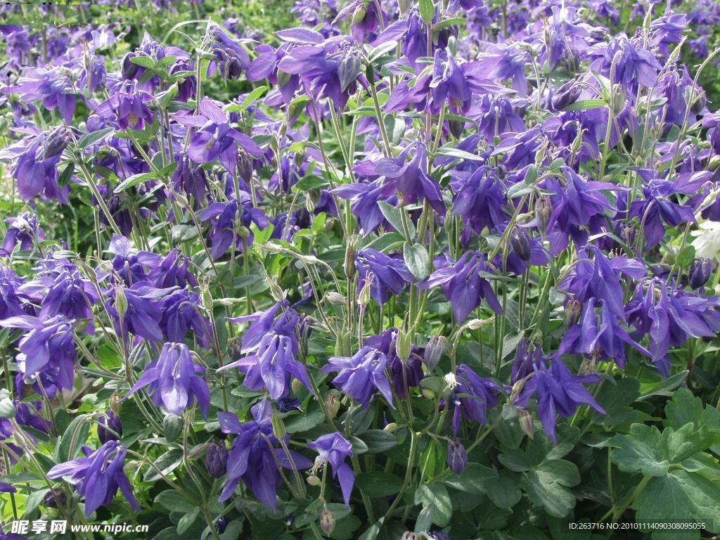 漏斗菜 猫爪花 耧斗菜（各类色）