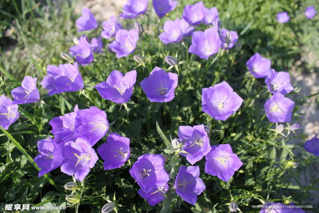 风铃花