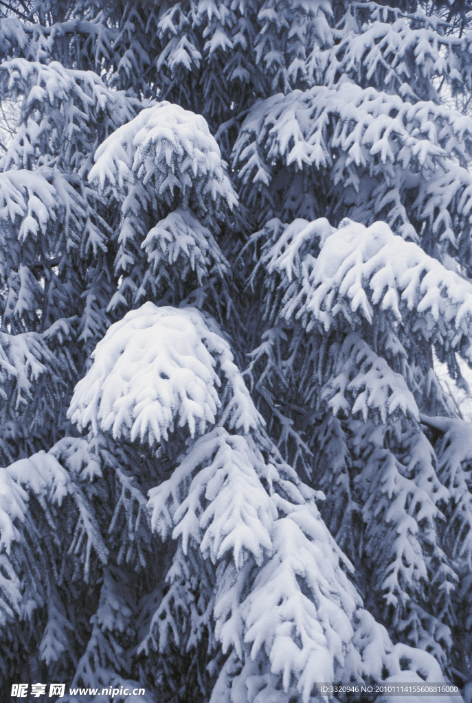 冬季雪景高清图片