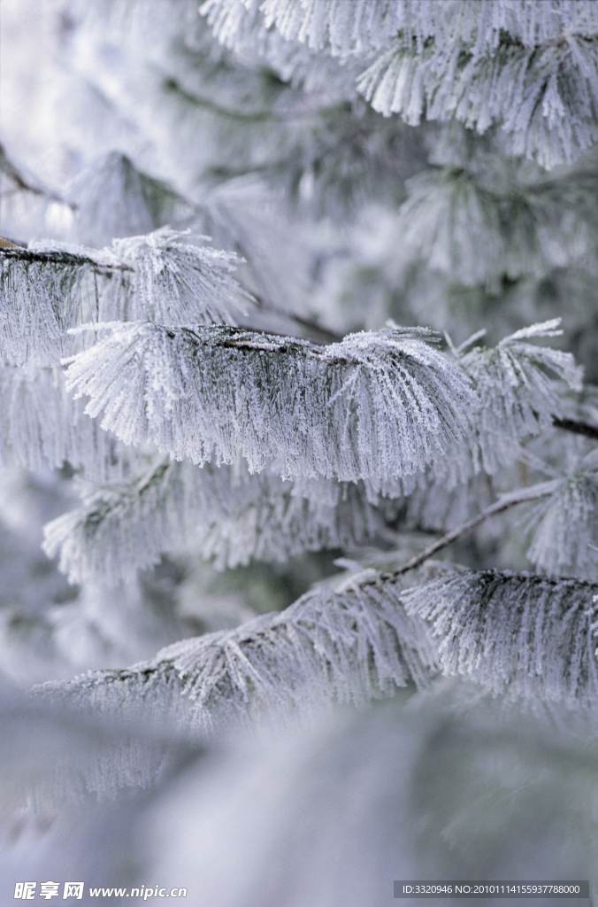 冬季雪景高清图片