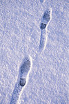 冬季雪景高清图片