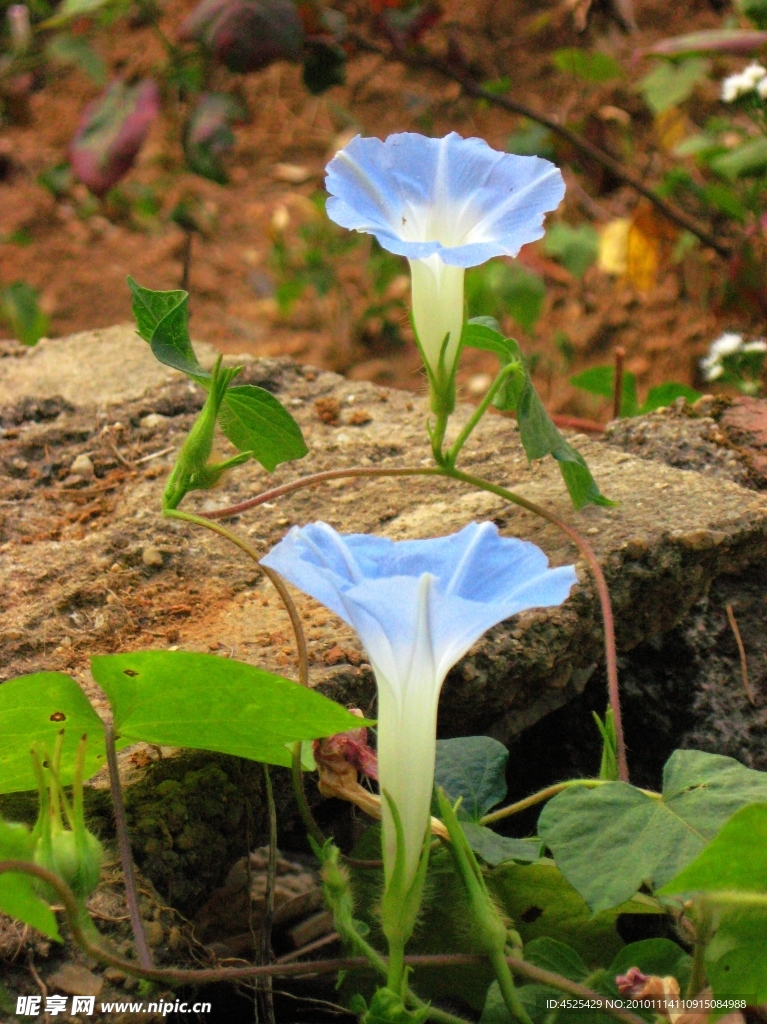 牵牛花