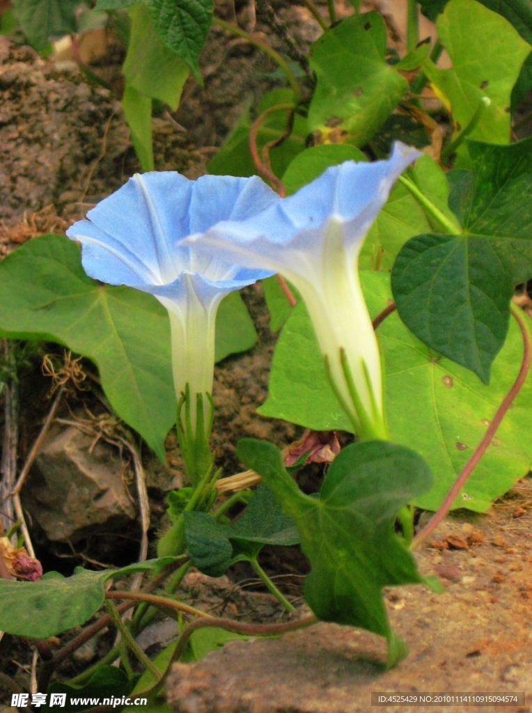 牵牛花